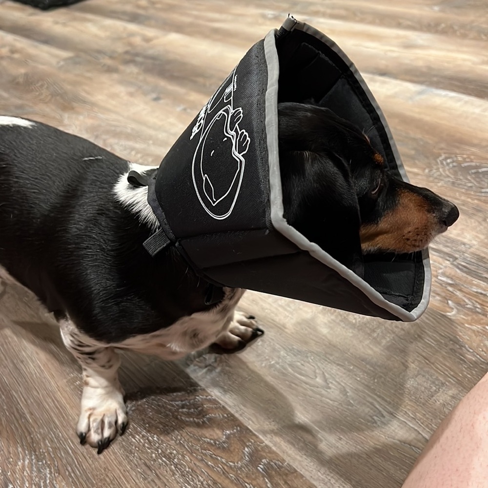 Dog Cone